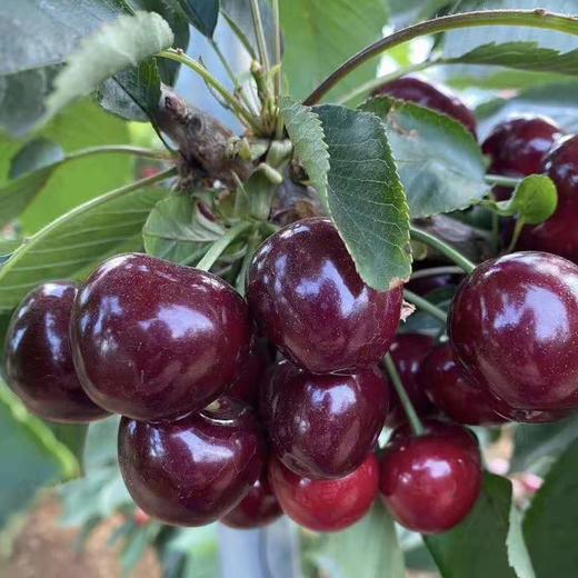 【美早大樱桃】果肉紧致，颜色鲜艳，甜度高 商品图1