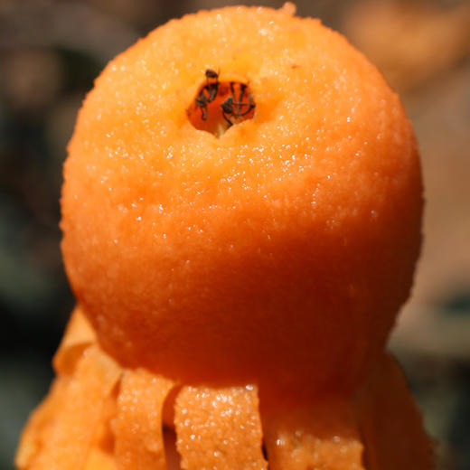 攀枝花【五星枇杷】果大肉厚，香甜汁多，肉质鲜嫩，现摘现发！【顺丰包邮】 商品图1