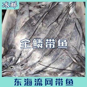 东海全鳞 流网 带鱼