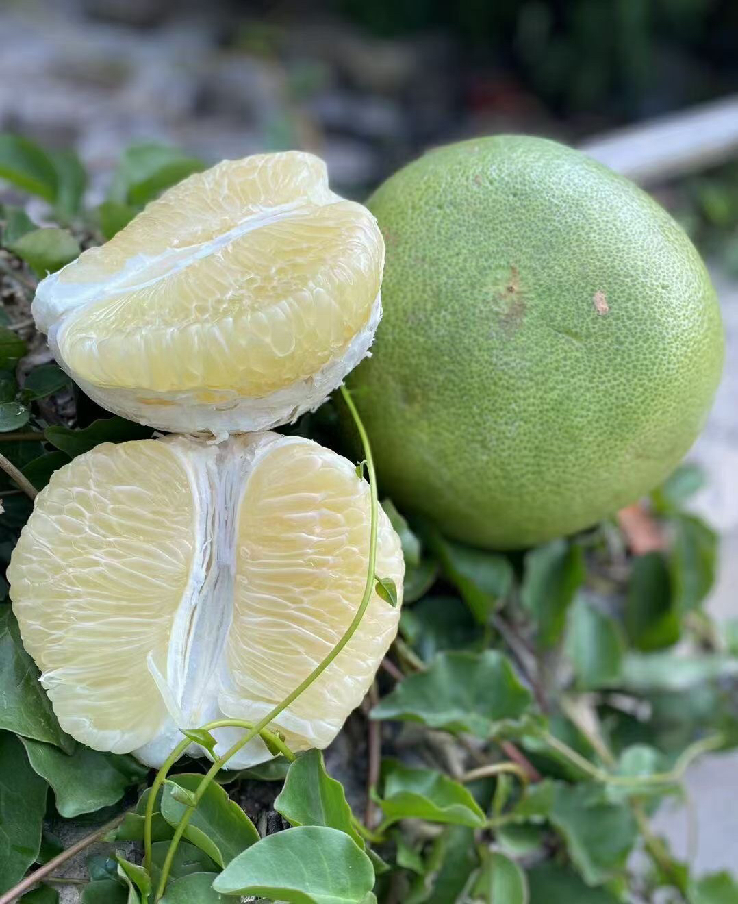 蜜柚泰国白蜜柚柚子去火肉质嫩汁多味正口感好三高人群都可以吃