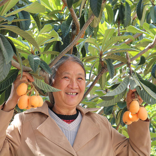 攀枝花【五星枇杷】果大肉厚，香甜汁多，肉质鲜嫩，现摘现发！【顺丰包邮】 商品图4