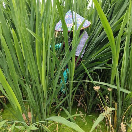 丨生态丨新鲜莲藕 茭白 茨菇 荸荠（马蹄）零添加糖藕 可以单买，可以混搭  水八仙基地 商品图8