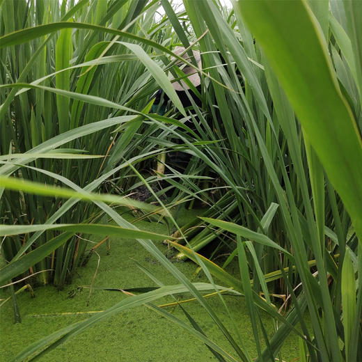 丨生态丨新鲜莲藕 茭白 茨菇 荸荠（马蹄）零添加糖藕 可以单买，可以混搭  水八仙基地 商品图6