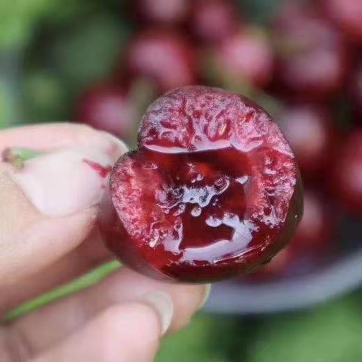 【美早大樱桃】果肉紧致，颜色鲜艳，甜度高 商品图0