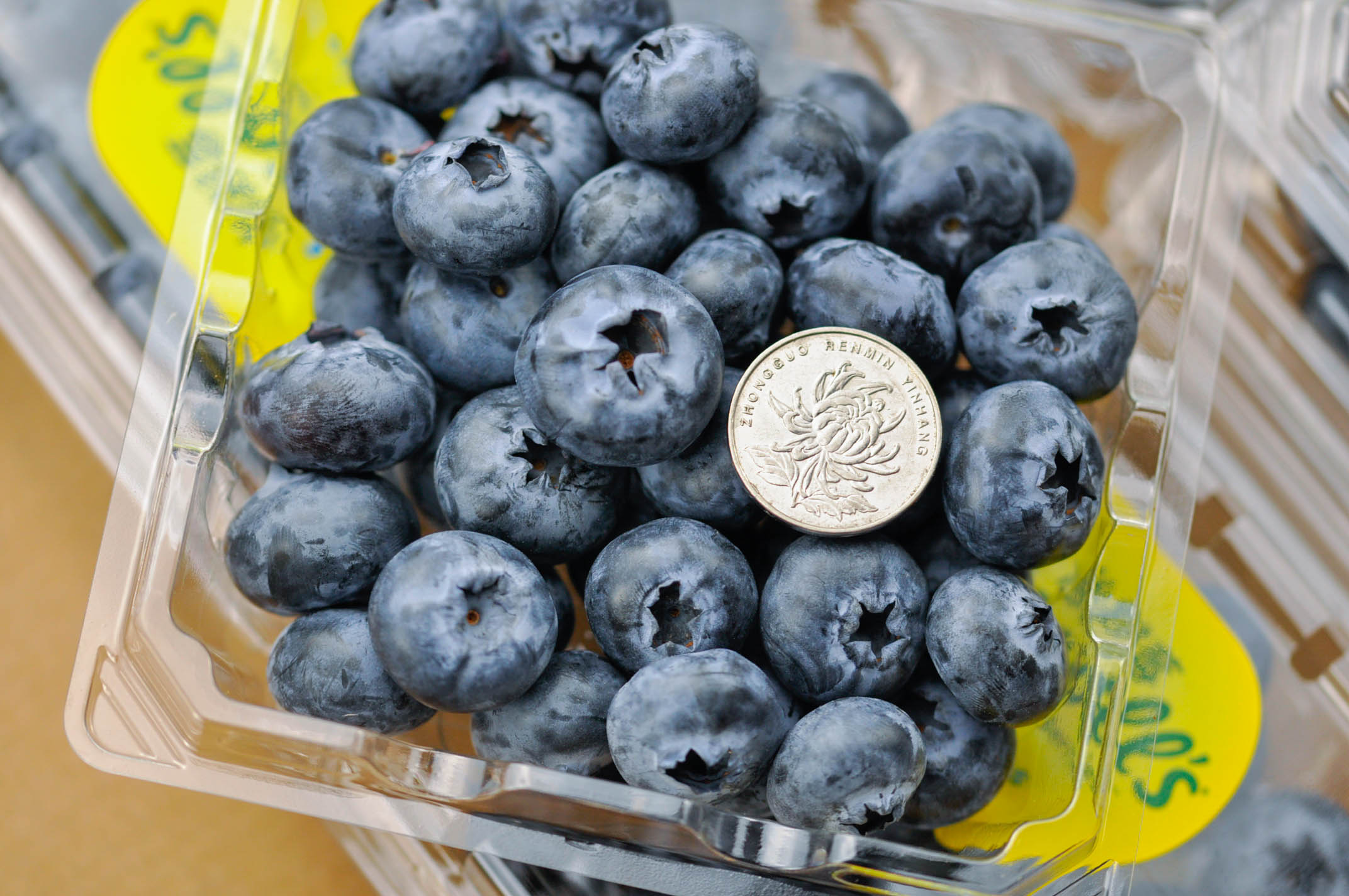 怡颗莓蓝莓品种图片