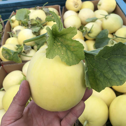 超级香甜的蜜罐甜瓜，浓浓的果香让你一次吃上瘾，果汁丰盈，甜度高~ 商品图4