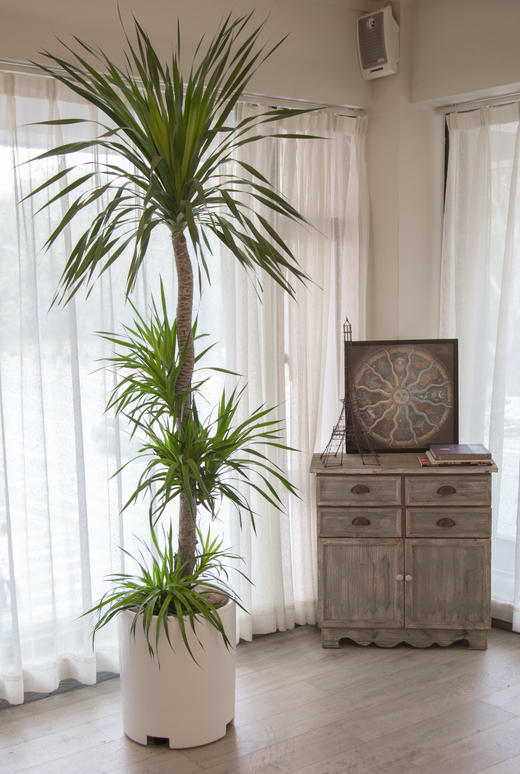 弗劳尔龙血树盆栽 商品图0