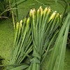 丨生态丨新鲜莲藕 茭白 茨菇 荸荠（马蹄）零添加糖藕 可以单买，可以混搭  水八仙基地 商品缩略图9