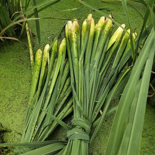丨生态丨新鲜莲藕 茭白 茨菇 荸荠（马蹄）零添加糖藕 可以单买，可以混搭  水八仙基地 商品图9