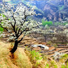周三 /周末1天【梨花梯田 68元】世外桃源茅舍疏篱の谷雨时节赏大山深处梨花村-休闲户外徒步赏花 商品缩略图2