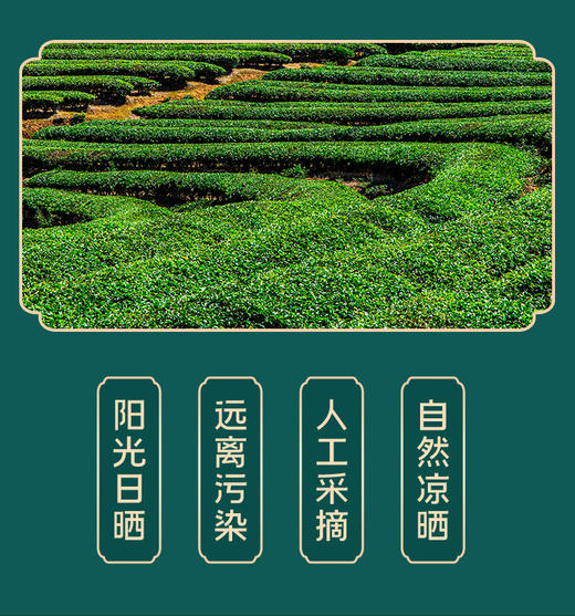 【日照绿茶】绿茶2025春茶 200g/罐*6罐 商品图1