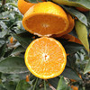 新鲜四川黄果柑 重约3斤【当天提货】 商品缩略图7