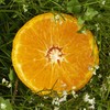 新鲜四川黄果柑 重约3斤【当天提货】 商品缩略图3