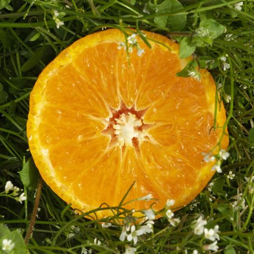 新鲜四川黄果柑 重约3斤【当天提货】 商品图3