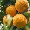 新鲜四川黄果柑 重约3斤【当天提货】 商品缩略图4