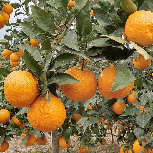 新鲜四川黄果柑 重约3斤【当天提货】 商品图6