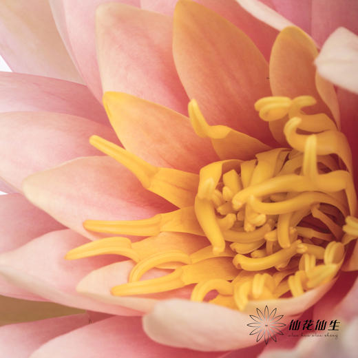 配花 | 睡莲香槟粉 商品图2