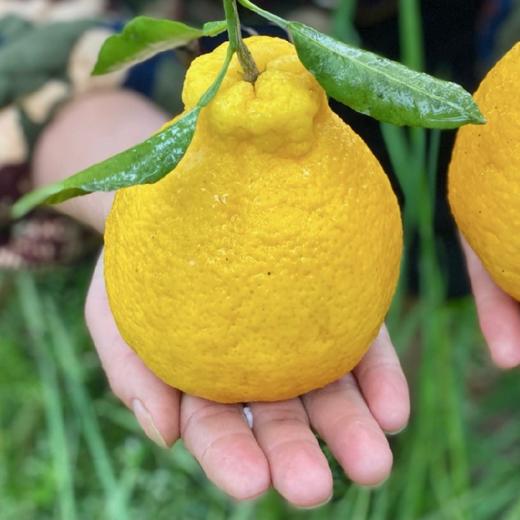 四川蒲江 柠檬不知火  5/8斤装 商品图1