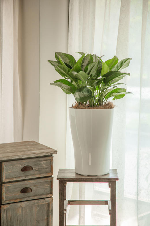 弗劳尔万年青中盆栽 商品图0