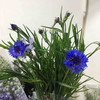 配花-矢车菊 商品缩略图0