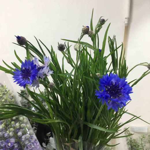 配花-矢车菊 商品图0