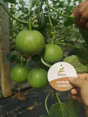 蔬菜如何控旺创高产