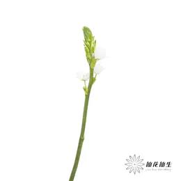 配花 | 小雀梅 商品图2