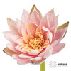 配花 | 睡莲香槟粉 商品缩略图0