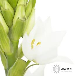 配花 | 小雀梅 商品图1