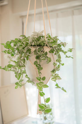 弗劳尔绿吊竹梅吊盆小盆栽