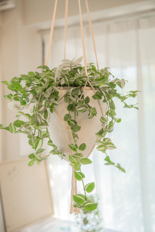 弗劳尔绿吊竹梅吊盆小盆栽 商品图0