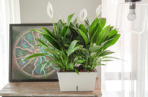 绿植管家 商品图2