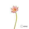 配花 | 睡莲香槟粉 商品缩略图5