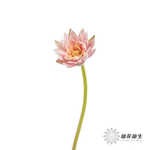 配花 | 睡莲香槟粉 商品图5