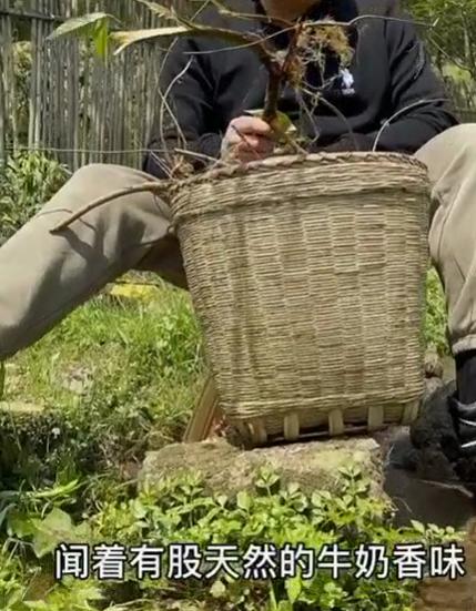 香藤（牛奶藤）（160g）适合煲汤 商品图1