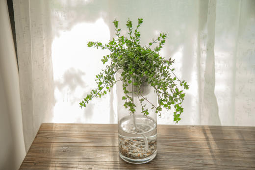 绿植管家 商品图4