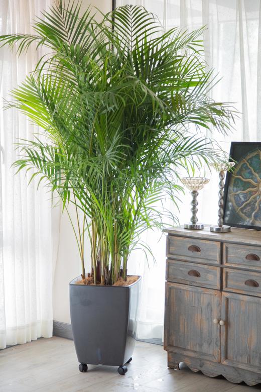 弗劳尔凤尾竹盆栽 商品图0