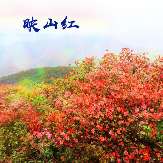 登鸬鸟山，赏山顶杜鹃花开成海，看漫山红遍（上海1天活动） 商品图2
