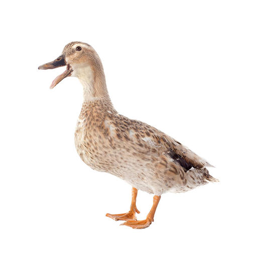 老麻鸭1.5KG左右一只 商品图0