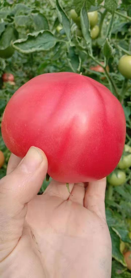 甘肃武威普罗旺斯沙瓤西红柿净重4.5斤以上  顺丰到家 商品图2