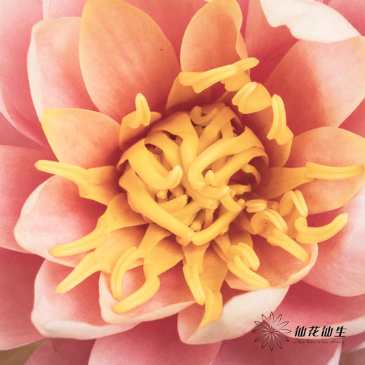 配花 | 睡莲香槟粉 商品图3