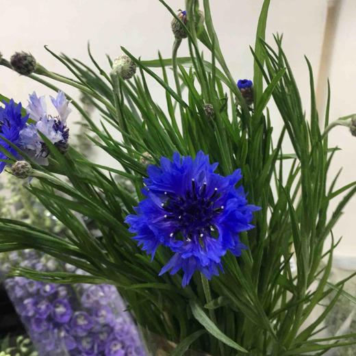 配花-矢车菊 商品图1