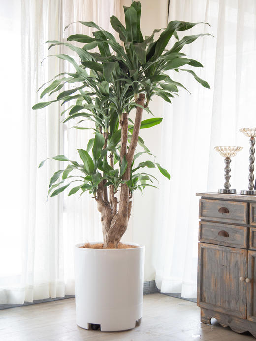 绿植管家 商品图5