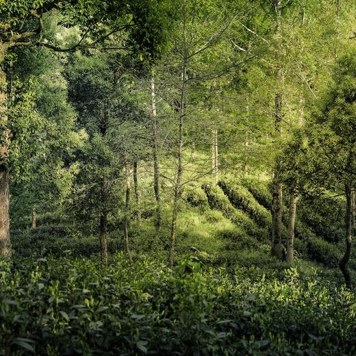 龚记永元  2025年 特级 太平猴魁   55克/罐   通过欧盟农残标准 商品图3