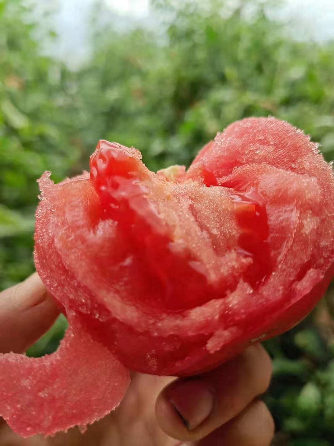 甘肃武威普罗旺斯沙瓤西红柿净重4.5斤以上  顺丰到家