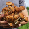 有机茶树菇 | 绿家自产 *Organic mushroom | Self-production 商品缩略图3