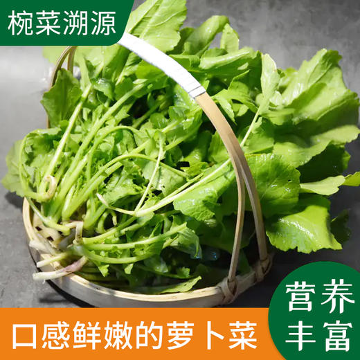 萝卜菜农户徐毛女约500g份部分有虫眼