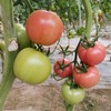 猗顿有机 圣女果（小西红柿） 西红柿5斤 可混搭基地的黄瓜发货 顺丰直发  山西猗顿农场 商品缩略图5