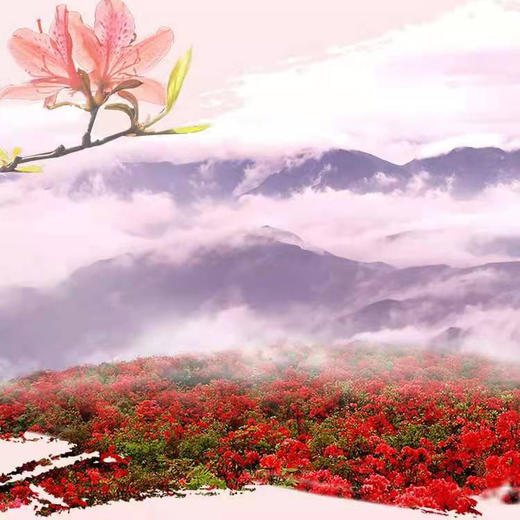 登鸬鸟山，赏山顶杜鹃花开成海，看漫山红遍（上海1天活动） 商品图1
