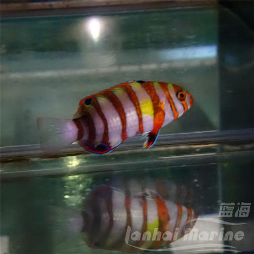 人工澳洲藩王 商品图6